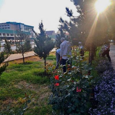 Ҳашари дастаҷамъона